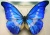 Butterfly Morpho rhetenor helea 28M29 KL