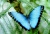 Butterfly1